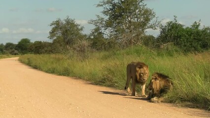 A Smooth Steady clip of an old male lion greeting a young male lion on the side of a dirt road in South Africa