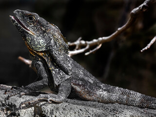 Frill-necked lizard or frilled lizard also known as frilled drago. Latin name - Chlamydosaurus...