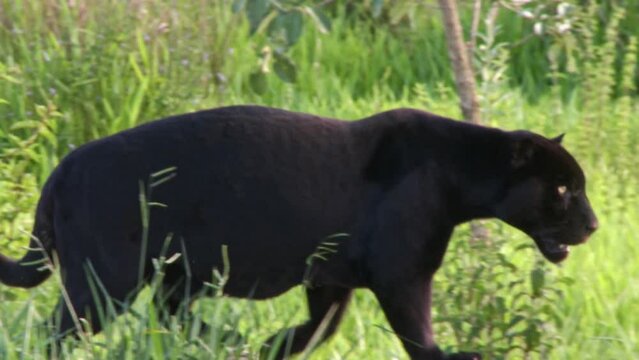 A black jaguar hunts prey in the savannah grasslands - close up