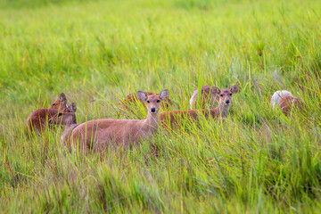 gazelle in the grass
