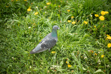 Pigeon on grass. Poultry and plants. City pigeon in park.