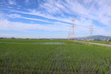 power lines in the fieldinjapan