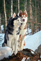 Obraz premium Siberian Huskies dogs on the walk in the winter forest.