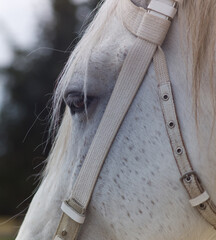 Close up of a side view of the head of a gray horse with halter
