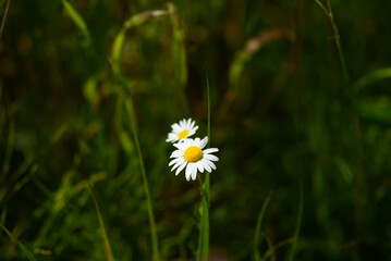 beautiful daisy flower in a green meadow on a cloudy day