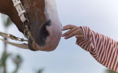 A child lovingly strokes the nose of a horse with his fingers