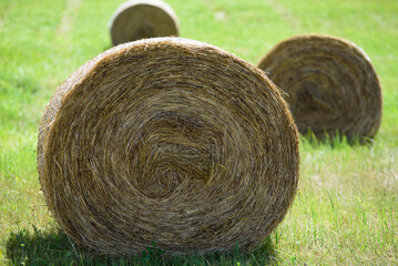 beautifully pressed round rolls of hay on a sunny summer day in a green meadow