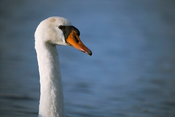 Fototapeta premium Portrait de cygne