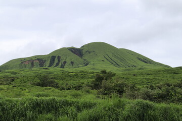 landscape with grass