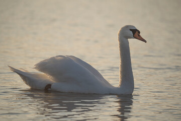 Cygne au coucher de soleil