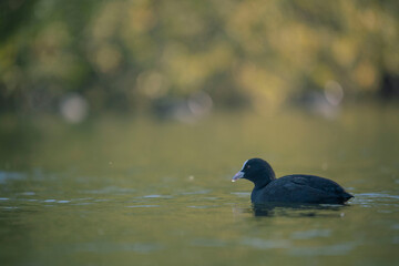 Foulque sur lac