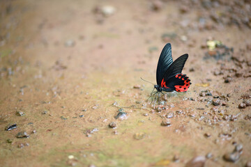 Butterfly sucking water on ground after rare rains