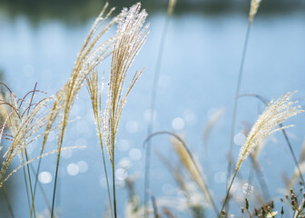 Fototapeta premium 日差しに輝くすすき