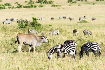 Fototapeta na wymiar Common eland and a herd of zebras, Maasai Mara National Reserve, Kenya