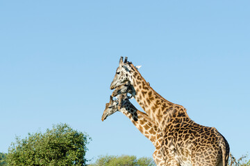 Four Masai giraffes (Giraffa Camelopardalis Tippelskirchii) standing side by side in Maasai Mara National Reserve, Kenya