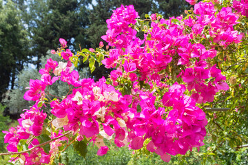 Fototapeta premium Bougainvillea Glabra bract with magenta flowers 