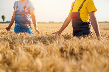 Two farmer awalking through wheat field in warm sunny day.