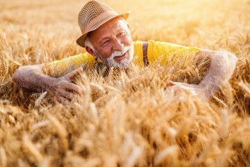 Naklejka na ściany i meble Senior farmer enjoying and working in wheat field in warm sunny day.