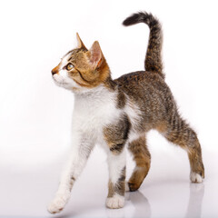 One short-haired baby cat isolated on white background.