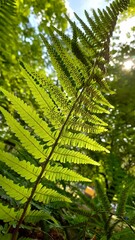 fern leaves