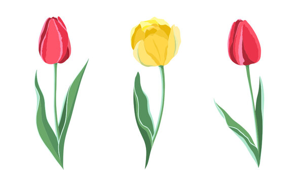 Vector flower set with isolated tulips