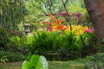 Amazing japanese garden with rhododendron blossoms , ferns, stream and lantern in Leverkusen