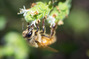 Selective focus on a Syrian honey bee's eye, apis mellifera syriaca, on a wild flower