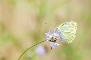 Garden White Pieris on a flower, Small White, Pieris Rapae Leucosoma