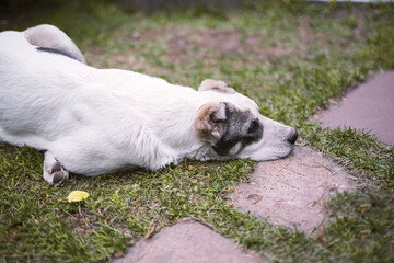 Central Asian Shepherd Dog (Alabai) lies on the green grass. Dog with light hair. High quality photo