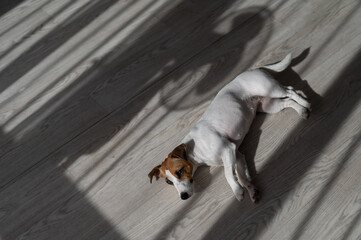 Jack russell terrier dog on the wooden floor. Shade from blinds and fan