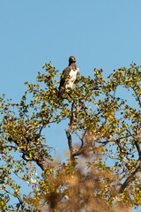 Aigle martial, Polemaetus bellicosus, Martial Eagle