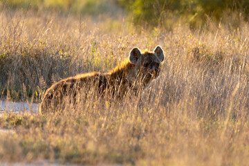 Hyène tachetée, jeune, Crocuta crocuta, Afrique du Sud