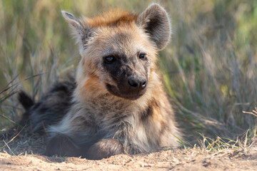 Hy&egrave;ne tachet&eacute;e, jeune, Crocuta crocuta, Afrique du Sud