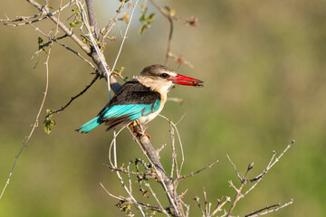 Martin chasseur à tête brune,.Halcyon albiventris, Brown hooded Kingfisher - obrazy, fototapety, plakaty