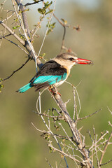 Martin chasseur à tête brune,.Halcyon albiventris, Brown hooded Kingfisher