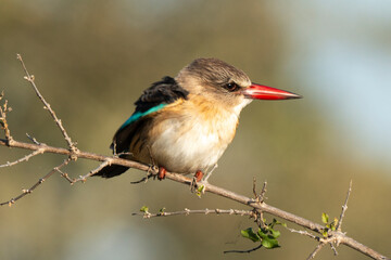 Martin chasseur à tête brune,.Halcyon albiventris, Brown hooded Kingfisher