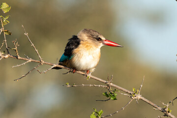 Martin chasseur à tête brune,.Halcyon albiventris, Brown hooded Kingfisher