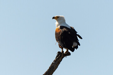 Pygargue vocifère, .Haliaeetus vocifer , African Fish Eagle, Parc national Kruger, Afrique du Sud