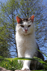 Czarno biały domowy kot z długimi wąsami na łące w trawie. 
