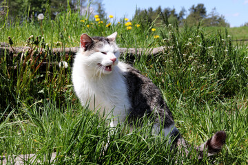 Czarno biały domowy kot z długimi wąsami na łące w trawie. 
