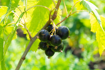 Ripe, large blackcurrant berries on a branch. Healthy food concept