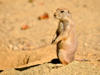Closeup black-tailed Prairie Dog (Cynomys ludovicianus) standing on rock