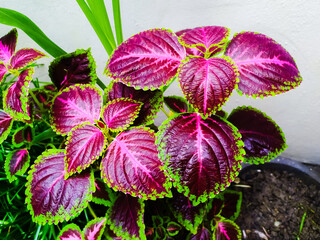 Beautiful Coleus plant in white background as a wallpaper
