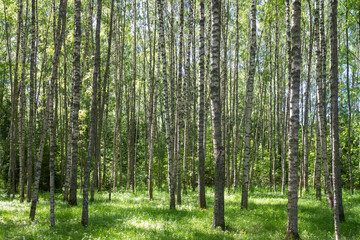 Birch forest in the summer in the evening, white tree trunks in the green foliage and the glare of the sun