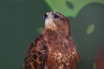 The bird of prey buzzard, buteo buteo, looks up, sitting in the zoo enclosure. Portrait. Close-up.