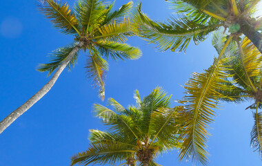 Obraz na płótnie Canvas Palm trees under a blue sky