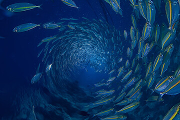 Fototapeta na wymiar flock of many fish underwater abstract background