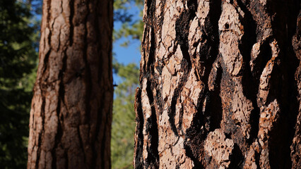 Mountain and tree landscapes on the long distance hiking path Pacific Crest Trail on the California Section G, USA.
