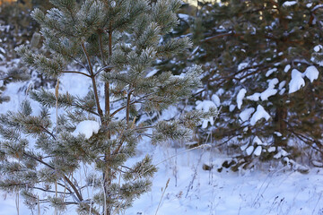christmas tree in winter forest christmas landscape