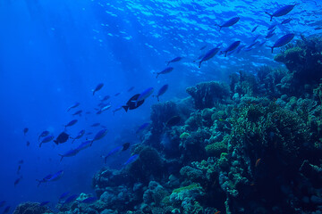 Obraz na płótnie Canvas coral reef background, underwater marine life ecosystem ocean sea